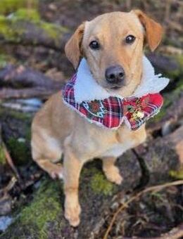 DEBBIE - geb. ca. 11/2023 - Mischling - Schönaich