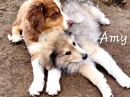 Golden Retriever Collie Australian Shepherd Mix Welpen Abgabebereit