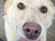 Amaya, 3 Jahre, sucht ihre Menschen - Schwalmtal (Nordrhein-Westfalen)