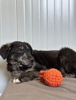 😄Fröhlicher Junghund Spyke😄 - Eislingen (Fils)