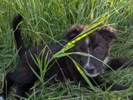 Australian shepherd mix - Borgentreich (Orgelstadt)