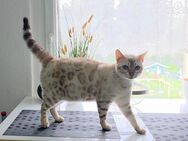 Snow Lynx Bengal Katze - Essen