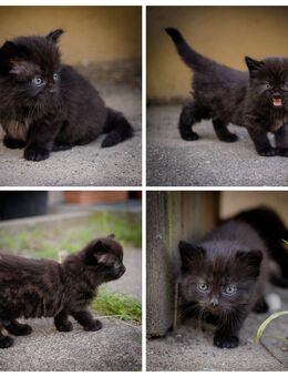 2 wunderbare Kitten suchen bald ein liebevolles Zuhause - Berlin