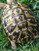 Weibliche Toscana Schildkröte aus 2018 zu vergeben Thh Artenrein wunder schön in 15938