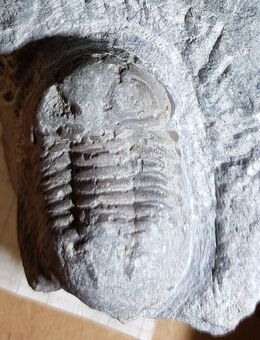 Trilobiten, paläontologische Fundstücke - Hamburg Hamburg-Nord