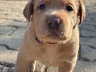 Labrador-Welpen, weiß, redfoxund braun - Bad Langensalza