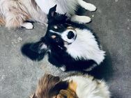 Mini Aussies/ Miniature Australian Shepherd aus \"Showlinie\" - Oranienburg