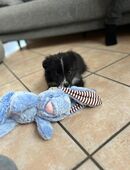 Australien Shepherd Mini + Zubehör in 59939