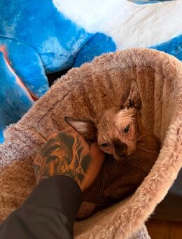 Sphynx Kater - Greiz