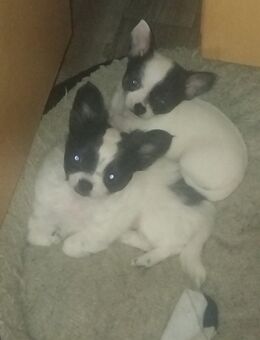 Sonnenscheine auf 4 pfoten suchen ein zuhause - Wuppertal